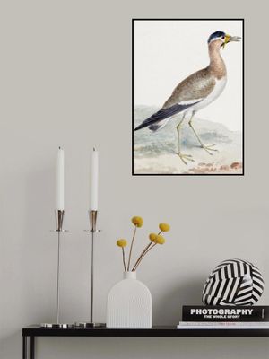 A Yellow Wattled Lapwing