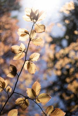Golden Autumn Leaves