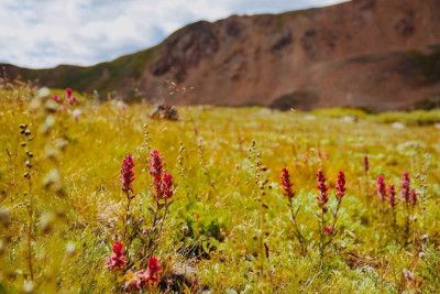 Silver Plume Paintbrush