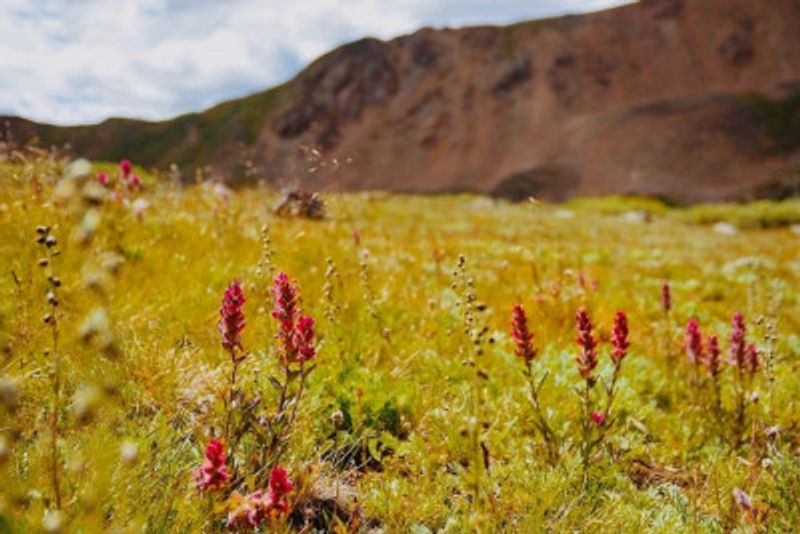 Silver Plume Paintbrush