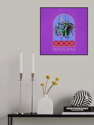 Green Sets Peperomia