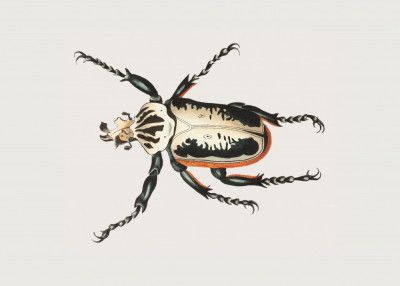 Goliath Beetle