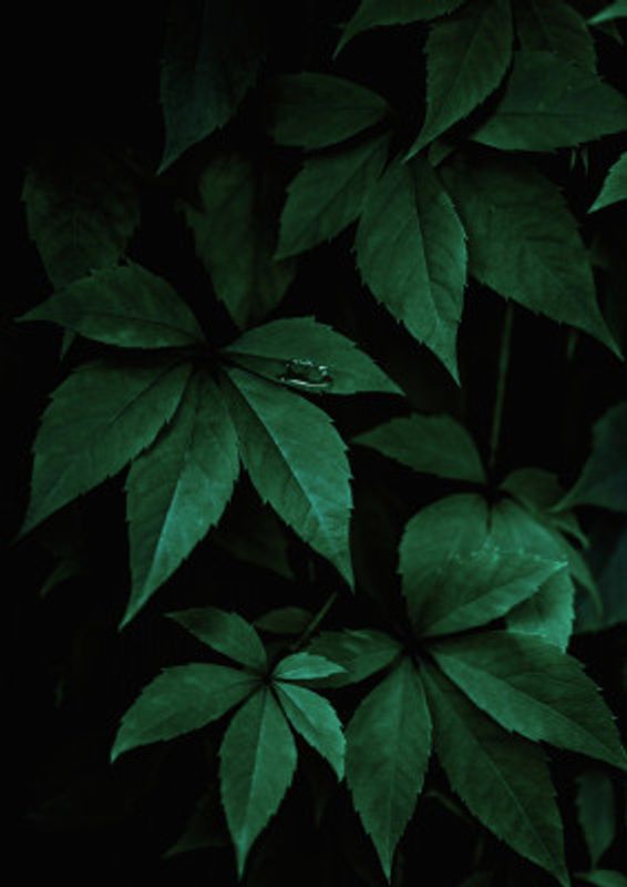 Dark Leaves 7