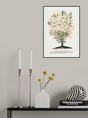 Purple Fringe Tree Lithograph