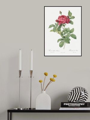 Rosa Gallica Pontiana, Les Roses (1817–1824)