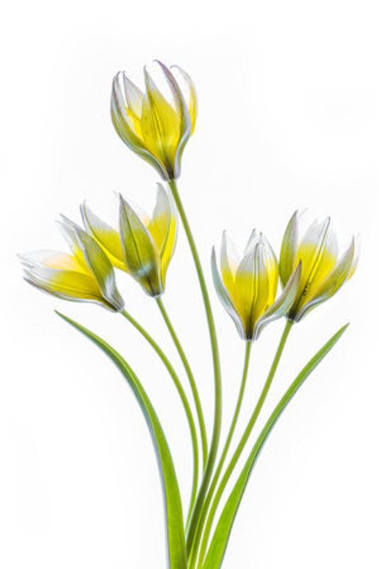 Tulipa