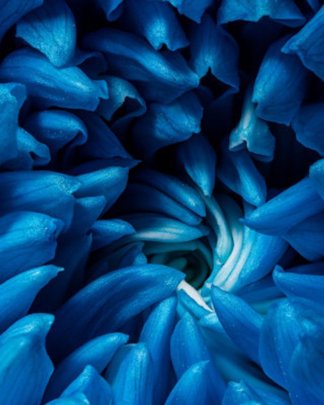 Blue chrysanthemum