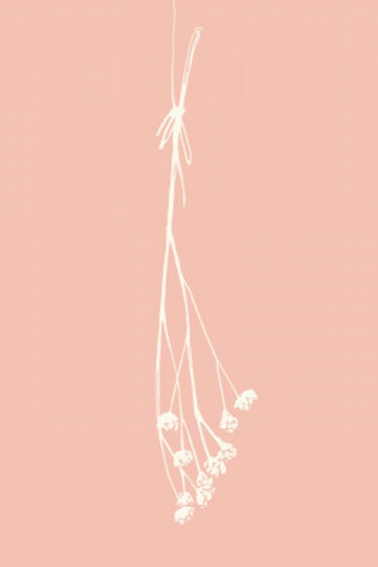 Gypsophila ink sketch I (cream, pink)