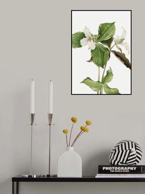 Large White Trillium