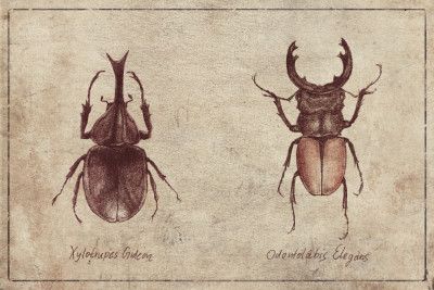 Beetle Illustrations