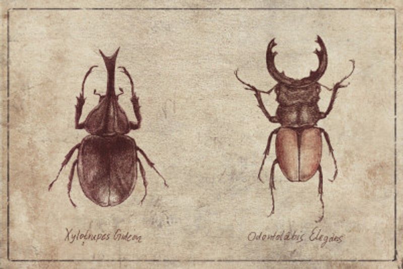 Beetle Illustrations
