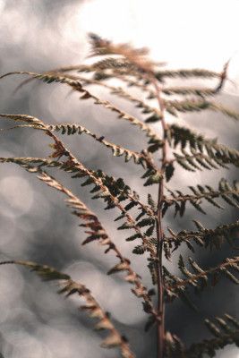 Autumn fern