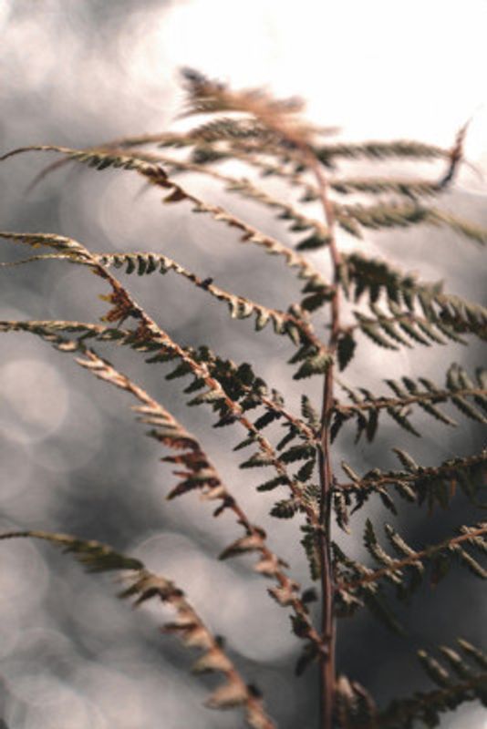 Autumn fern