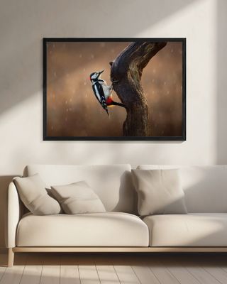 Woodpecker in the rain