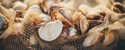 Seashell Symphony