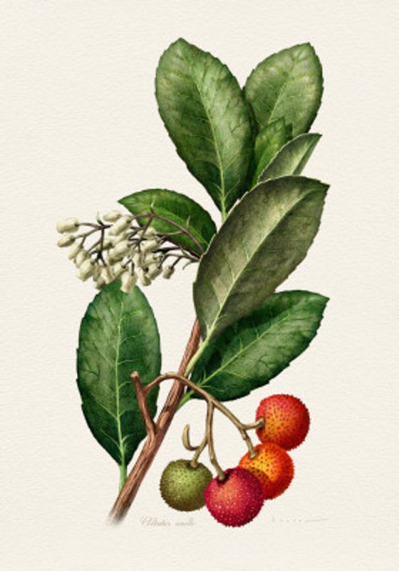 Arbutus Unedo