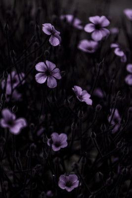Dark Flowers 10