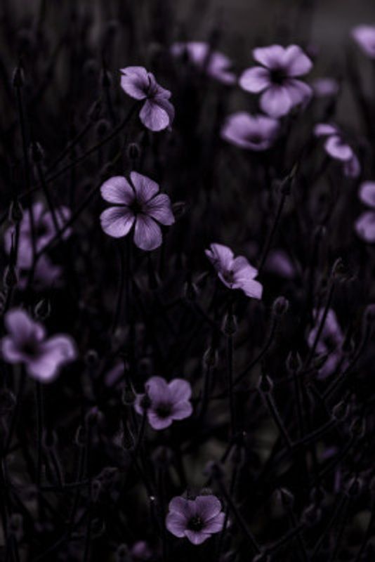 Dark Flowers 10