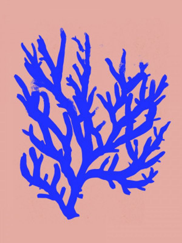 Coral Silhouette