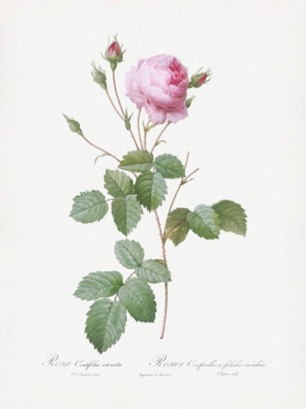 Crenate Leaved Cabbage Rose, Les Roses (1817–1824)