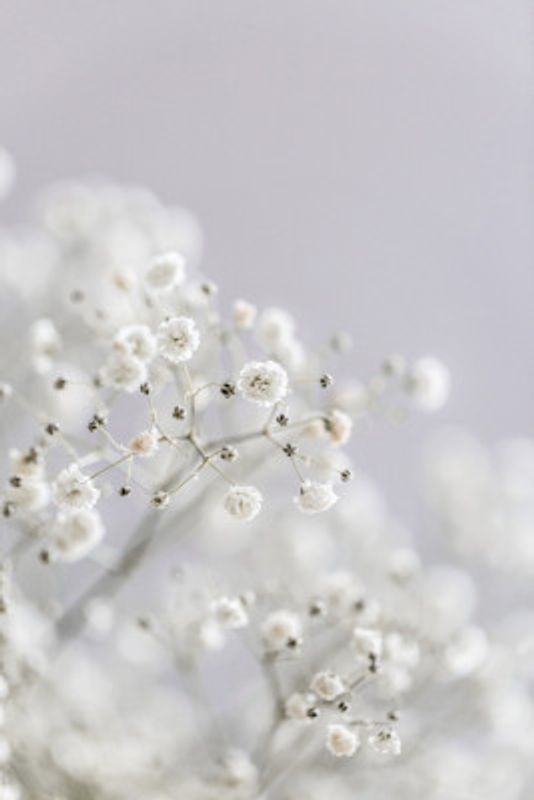 White Breath Flowers