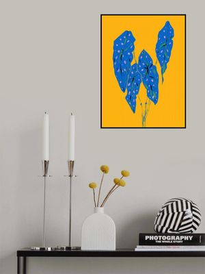 Begonia Maculata Blue and Yellow