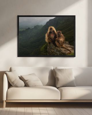 Gelada Baboons