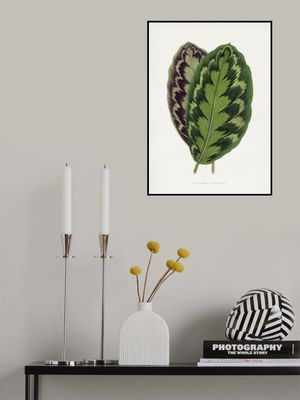 Calathea Veitchiana Leaf Illustration