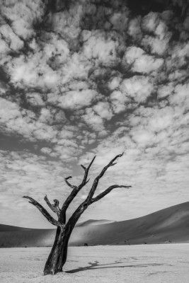 Solitary Tree In A Desert Landscape