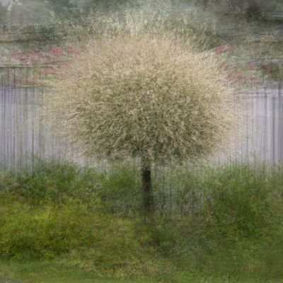 In front of the fence