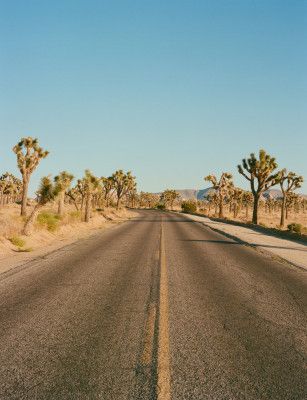 Joshua Tree Road II