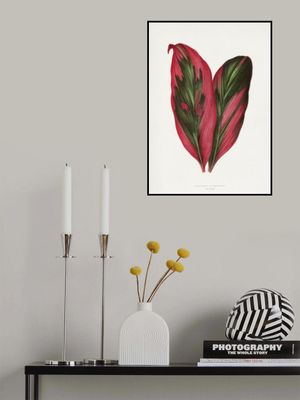 Pink Dracaena Terminalis Leaf Illustration