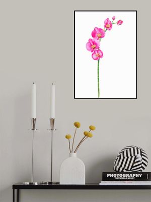 Pink Orchid Elegance