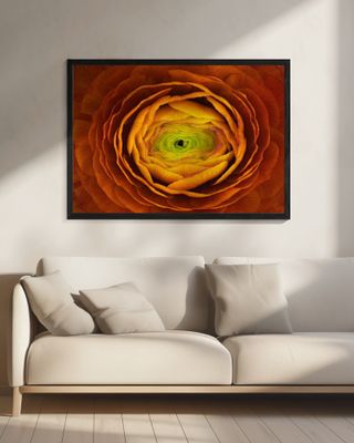 Ranunculus asiaticus