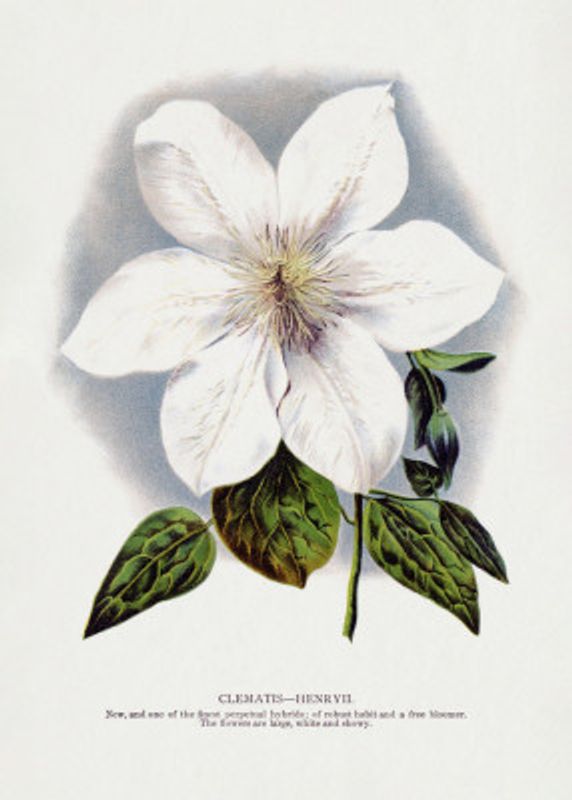 Clematis Flower Lithograph