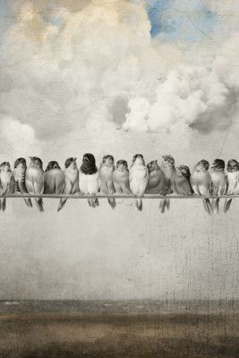 All the Pretty Birds