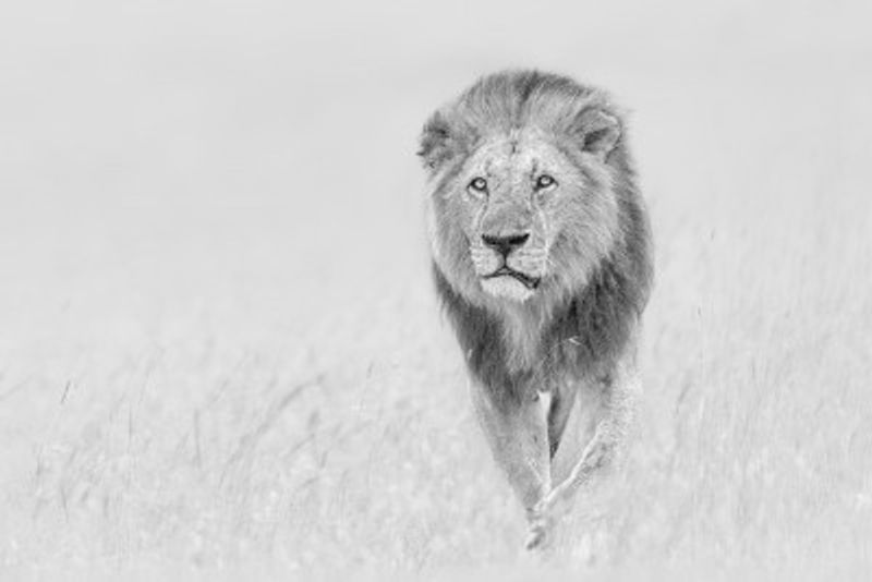 The King of The Prairie