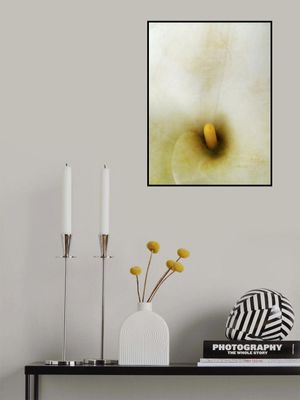 Creamy Calla Lily