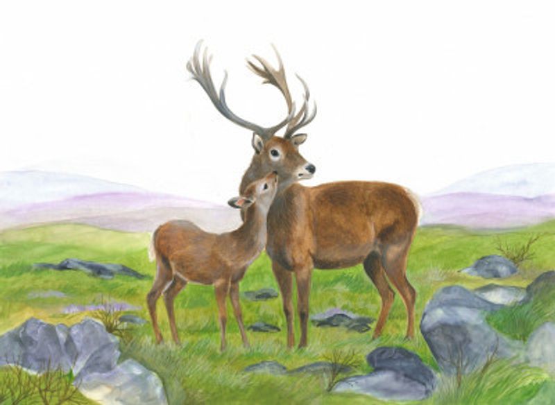 Stag and Young Hind