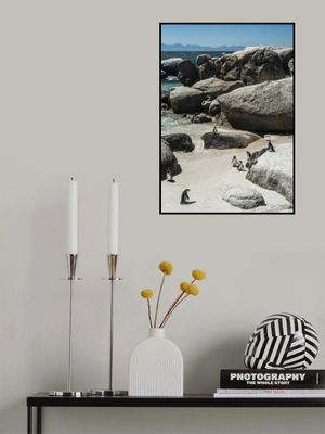 Penguin Cove Serenity