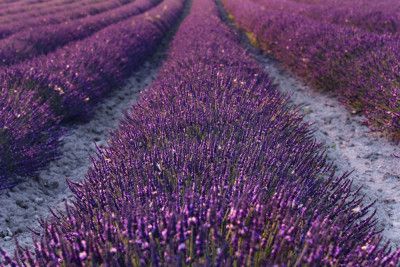 Lavender Detail