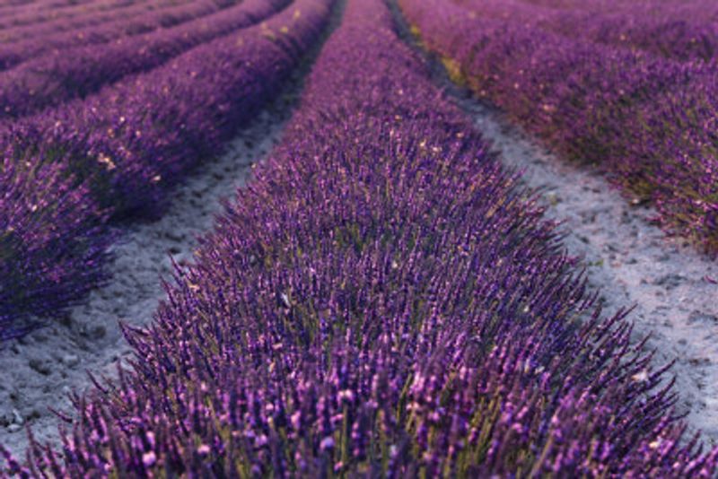 Lavender Detail