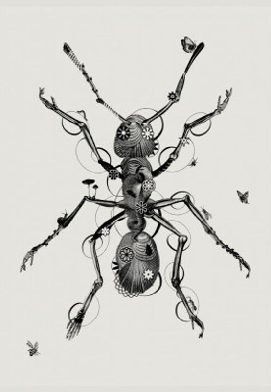 Ant