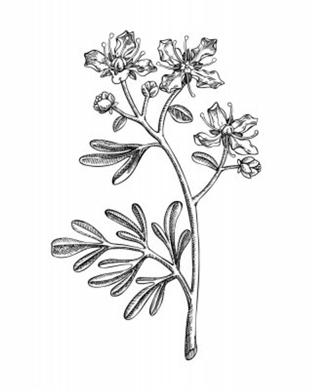 Rue (Ruta graveolens)