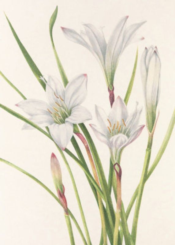 Atamasco Lily From North American Wildflowers (1925) By Mary Vaux Walcott