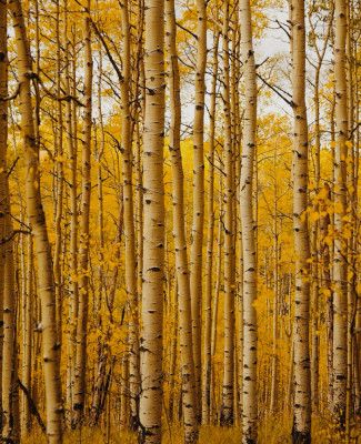 Golden Aspen Grove