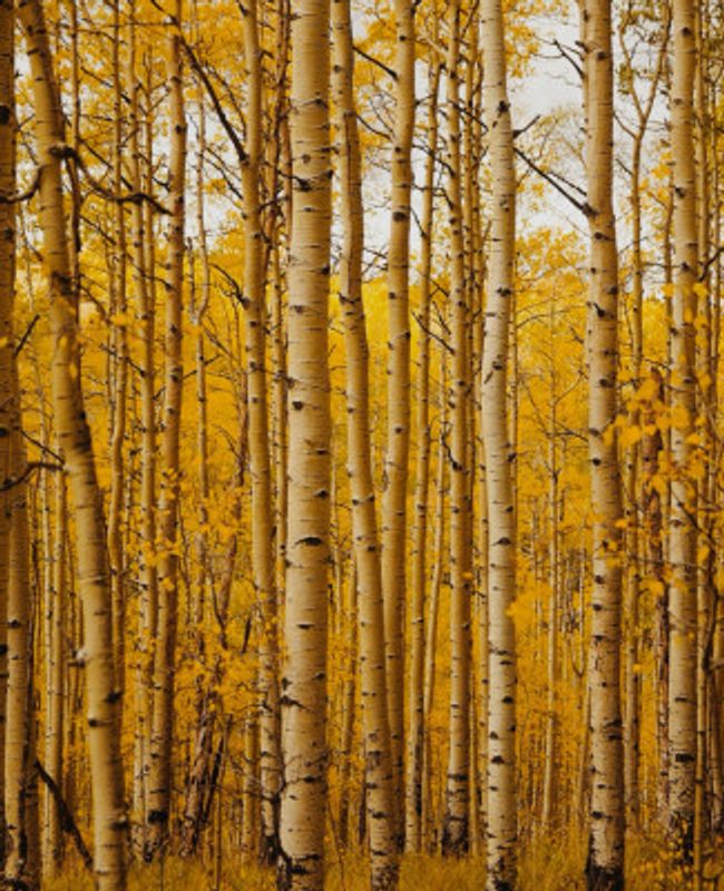 Golden Aspen Grove
