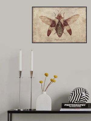 Vintage Insect Illustration