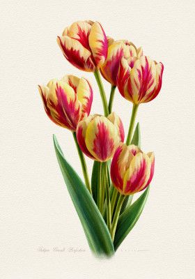 Tulipa Grand Perfection