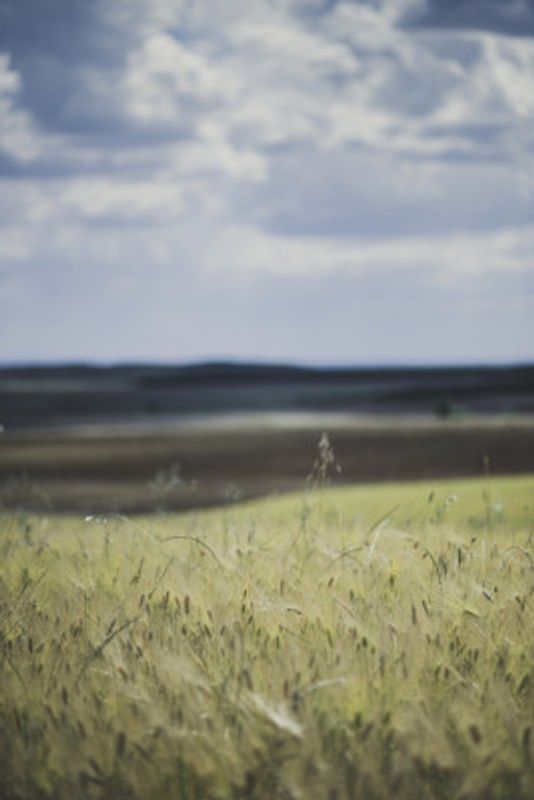 Golden Field Horizon